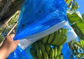 Túi Nilon Bọc Chuối Màu Xanh