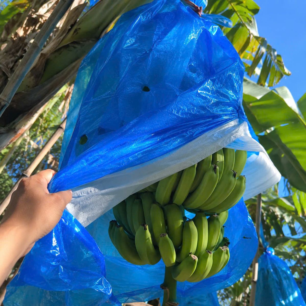 túi bọc chuối màu xanh